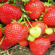 Полуниця Зефір - великоплідна, смачна, ароматна, фото 2