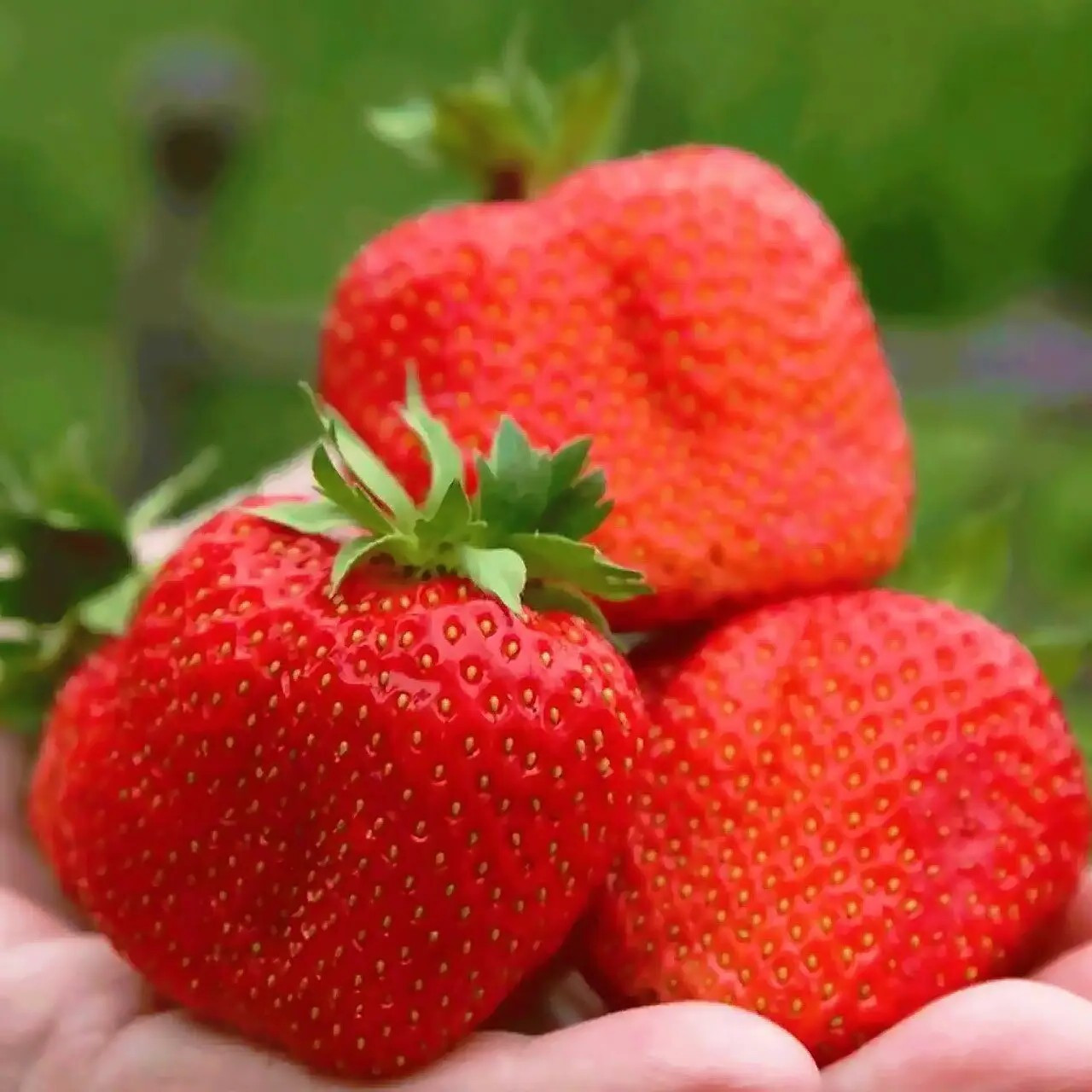 Полуниця Зефір - великоплідна, смачна, ароматна, фото 1