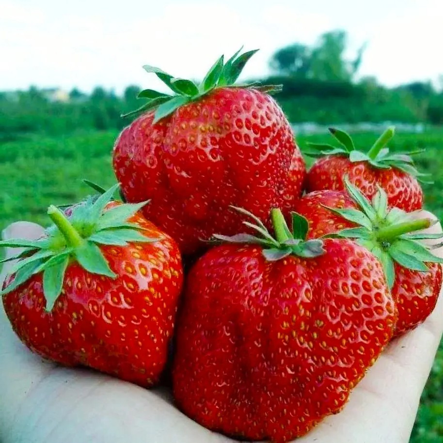 Полуниця Кристал Голд - пізня, великоплідна, стійка, фото 1