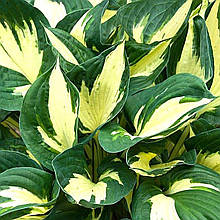 Хоста Колоред Халк / Р9 / Hosta Colored Hulk