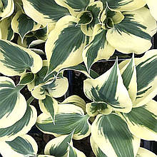 Хоста Фірн Лайн / Р9 / Hosta Firn Line