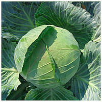 Вирощування білокачанної капусти: від посадки до збору врожаю