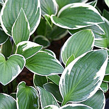Хоста Франсі / Р12 / Hosta Francee