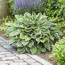 Хоста Франсі / Р12 / Hosta Francee, фото 3