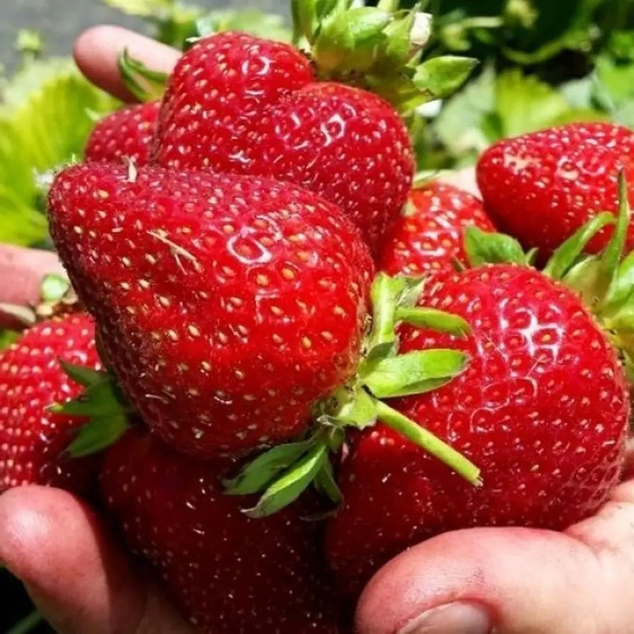 Полуниця Маестро - великоплідна, смачна, ароматна, фото 1