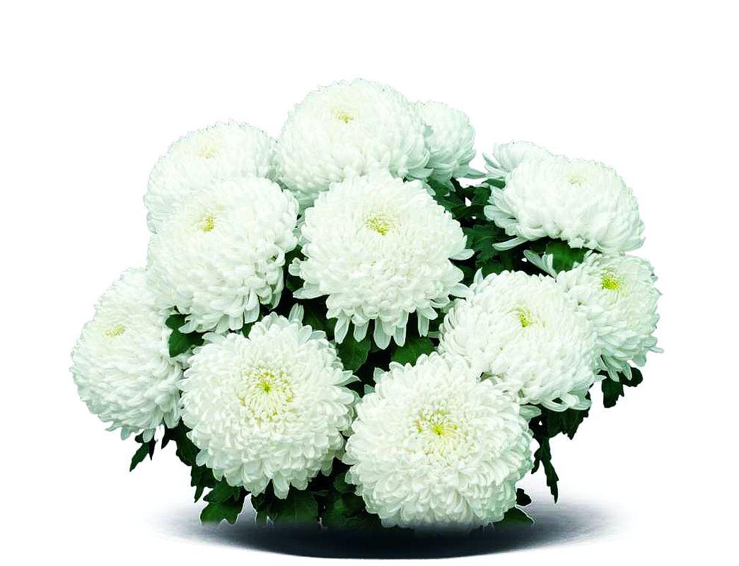 Хризантема Sunberry White (Нікіта Блан) розсада