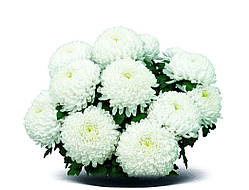 Хризантема Sunberry White (Нікіта Блан) розсада