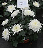 Хризантема Nikita Blanc (Нікіта Блан) розсада, фото 2
