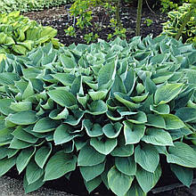 Хоста Гіацинтіна / Р9 / Hosta Hyacinthina