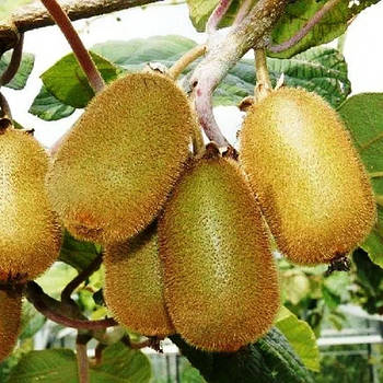 Ківі Бемоль – самозапильний, урожайний, ранньостиглий