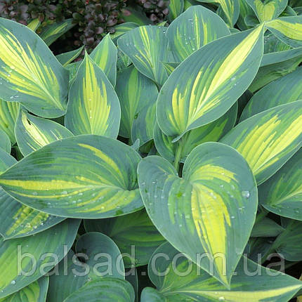 Хоста Джун / Р9 / Hosta June, фото 1