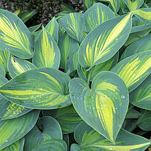Хоста Джун / Р9 / Hosta June