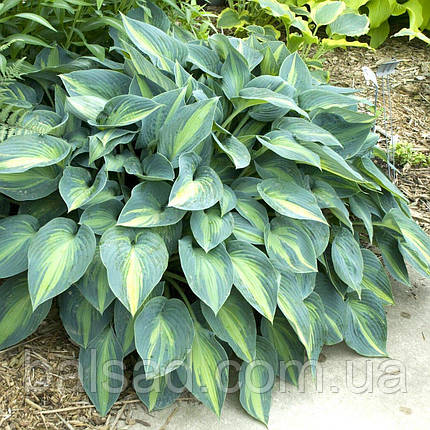 Хоста Джун / Р9 / Hosta June, фото 3
