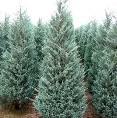 Ялівець скельний Мунглоу – колоноподібний, сріблястий, вічнозелений Р9, фото 1