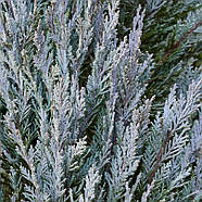 Ялівець скельний Мунглоу – колоноподібний, сріблястий, вічнозелений Р9, фото 2