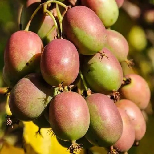 Актинідія (ківі) Женева – рання, солодка, врожайна Р9