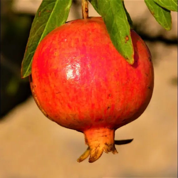 Гранат Шаролі – ексклюзивний, великоплідний, солодкий, фото 1