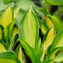Хоста Лейксайд Літл Тафт / Р12 / Hosta Lakeside Little Tuft