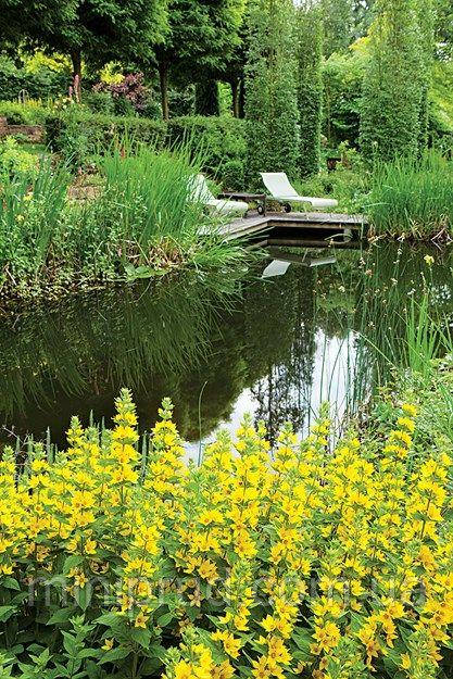 ВЕРБІЙНИК ЗВИЧАЙНИЙ, РАННИК, ЛІЗІМАХІЯ - рослина для міні ставку, водної клумби, ставочка у вазоні