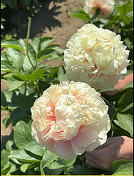 Majesty's Splendor Anderson/Swenson, 2014 ,USA