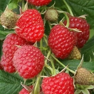 Малина Гігант Рубіновий - великоплідна, солодка, урожайна, фото 1