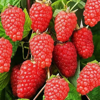 Малина Дніпро 2 - великоплідна, середньостигла, витривала