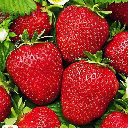 Полуниця Фламенко - великоплідна, солодка, високоврожайна, фото 1