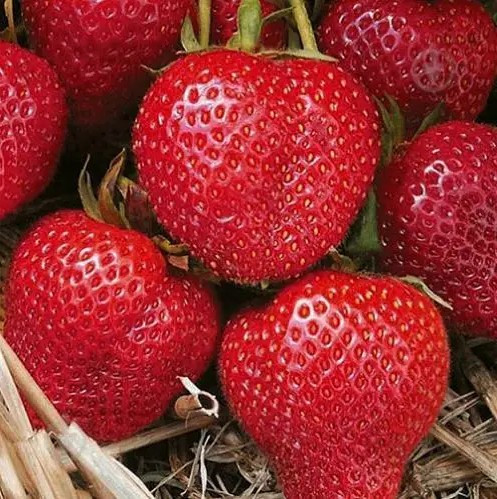 Полуниця Перший Урожай - ароматна, врожайна, солодка, фото 1