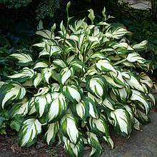 Хоста Андулата Медіоваріегата / Hosta Undulata Mediovariegata