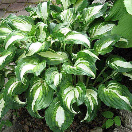 Хоста Андулата Медіоваріегата / Hosta Undulata Mediovariegata, фото 2