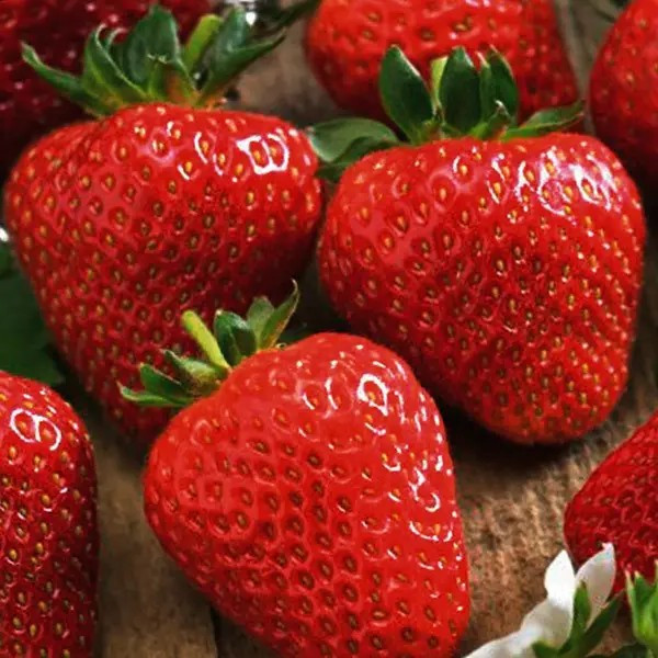 Полуниця Щедрий Урожай - середньо-рання, великоплідна, ароматна, фото 1