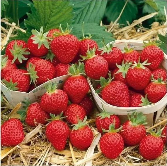 Полуниця Профьюжен - солодка, великоплідна, врожайна, фото 1