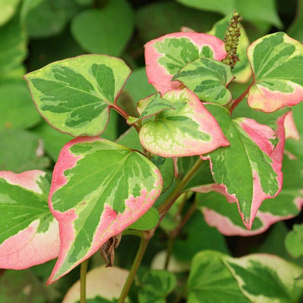 Хауттюйнія Хамелеон / Р9 / Houttuynia cordata Chameleon, фото 2