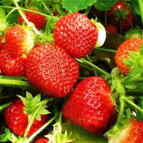 Полуниця (розсада) Фестивальна ромашка – середня, урожайна, транспортабельна