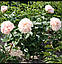 Nelda's Joy.    Hollingsworth,2012, фото 3