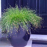 Бетонний вазон серія "Беллона" (Д41-64 см) для квітів та дерев, для вулиці, саду, дачі та тераси, фото 9