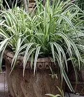 Carex "'Goldband"  садові багаторічні трави,квіти,розсада