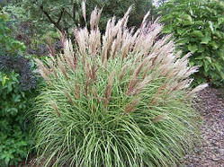 Miscanthus sinensis "Yaka Dance" С2  садові кущі,квіти ,трави