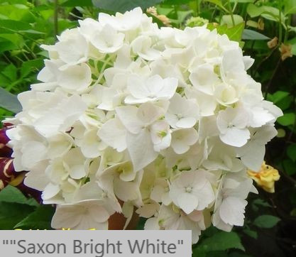 Гортензія крупнолистова "Saxon Bright White" С3 садові декоративні чагарники, фото 1