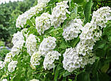 Гортензія крупнолистова "Saxon Bright White" С3 садові декоративні чагарники, фото 2