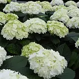 Гортензія крупнолистова "Saxon Bright White" С3 садові декоративні чагарники, фото 3