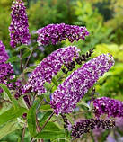 Будлея Давида "Berries and Cream"   саджанці садових рослин,розсада у горщиках, фото 2