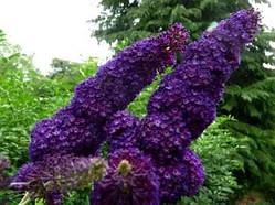 Будлея Давида "Black Knight"  С2  садові багаторічники