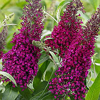 Будлея Давида "Sugar Plum" С2