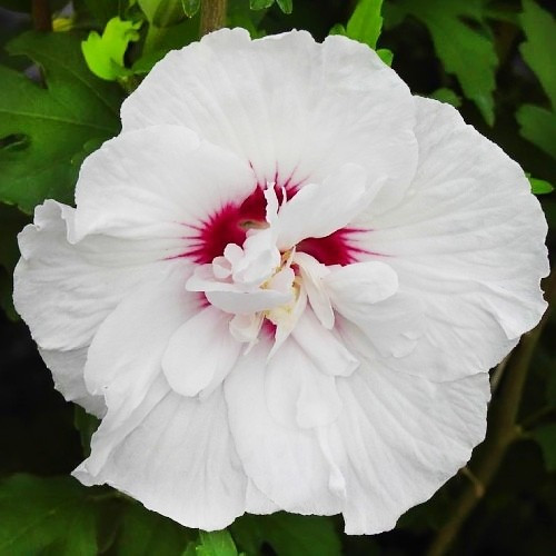 Гібіскус деревовидний "China Chiffon"декоративний декоративні садові рослини, фото 1