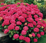 Гортензія великолистна "Leuchtfeuer" садові рослини для вашого саду, фото 2