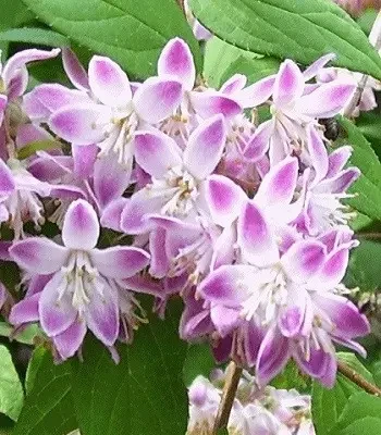 Дейція пурпурна "Kalmiiflora" невибагливі садові рослини, фото 1