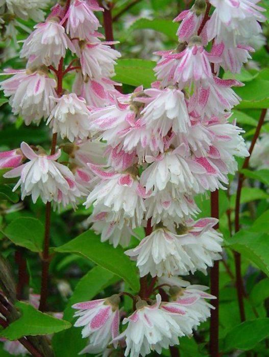 Дейція шершава "Pride of Rochester" С2, фото 1