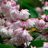 Дейція шершава "Pride of Rochester" С2, фото 2