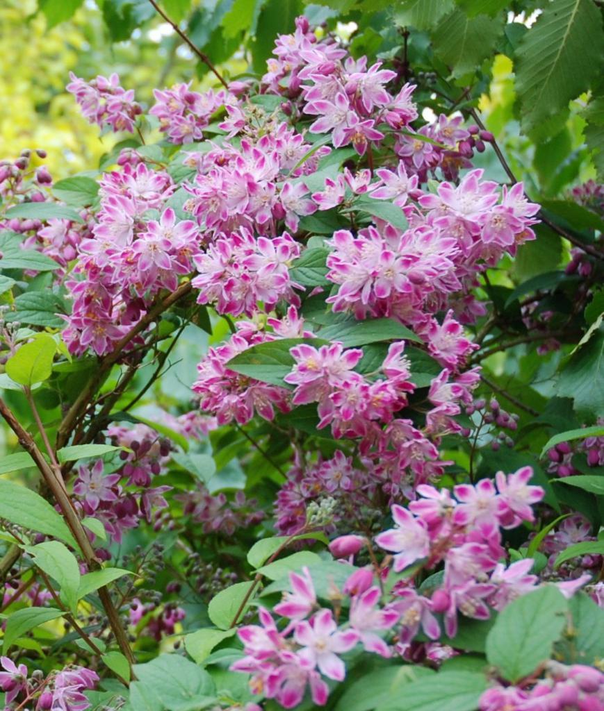 Дейція гібридна "Strawberry Fields" С2, фото 1